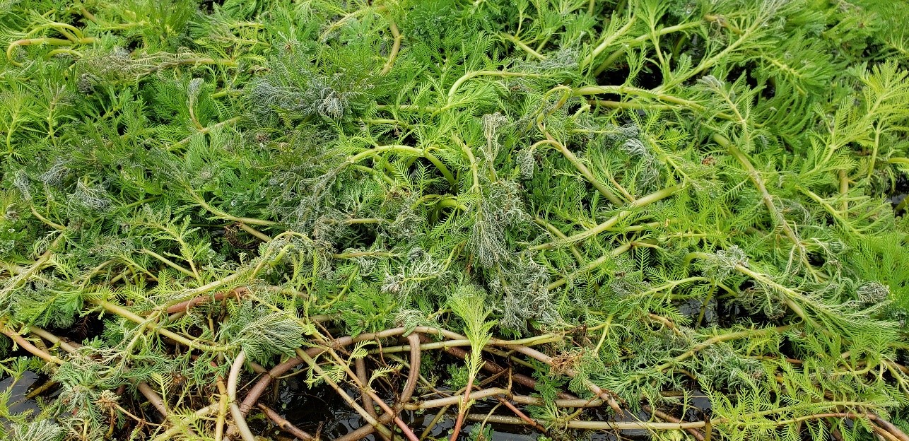Figure 10 Early impacts of weevil damage on parrot featherjpg